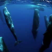 Underwater photo of sperm whales sleeping, tail down