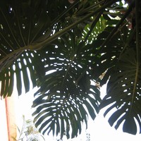 Outdoors, looking upwards through enormous (1-2m wide) “Monster plant” fronds