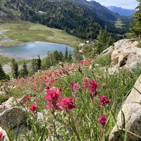 View down a string of hanging alpine valleys in the Lostine Valley. In the extreme foreground, inches away, is a spray of wildflowers. The river marches downhill away from us along a bright green ribbon of meadows through the dark mountain forest. The closest valley to us is perhaps 300' below and holds a small alpine lake