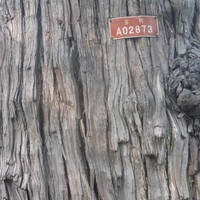 Closeup of a number placard on a tree in the Temple of Heaven, Beijing