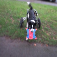 A border collie with a bright frisbee type toy, in a dog wheelchair