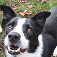 Closeup of a friendly border collie, smiling