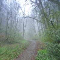 Trail in a misty surrounded by mossy trees, early spring