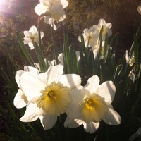 Closeup of white daffodils in the sunlight