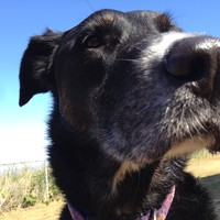 closeup of a large black dog’s nose