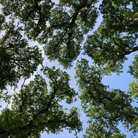 Crowns of mature Oregon white oaks, shot from underneath; the crowns are not touching, despite the trees growing very close together