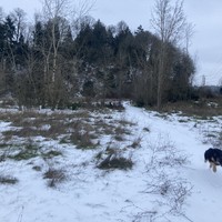 Kuma, airborne in the snow
