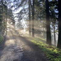 Looking up a Pacific Northwest forest path at sunrise, with the sun shining in rays through a light fog