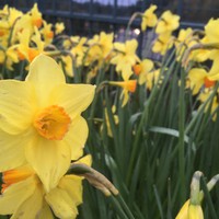 Closeup of yellow daffodils