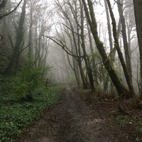 Muddy trail through a misty hillside wood in the early spring