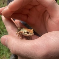 Closeup of a Pacific Tree Frog cupped in a young person’s hands