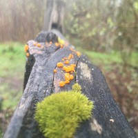 Closeup of moss and lichen on a wet fence rail