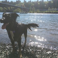 A very wet large black mutt dog on a stony riverbank, with the Sellwood Bridge in the background