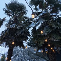 Party lights and palm trees in the snow