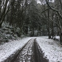 Broad two-track trail in a hillside forest with a light, wet snow