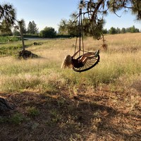 Young girl swingly madly on a complex rope swing under a ponderosa pine, with a broad meadow behind her