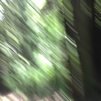 Highly-motioned smeared photo of sunlight shining through the leaves of a forest. In the upper center of the frame the faint outline of an owl’s wings
