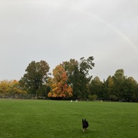 Kuma the dog running across a baseball field with a rainbow in the background