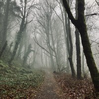 Narrow urban forest path shrouded in fog and mist. The deciduous trees (mostly maples) are bare of leaves. English ivy creeps up the trunks and along the forest floor. Air is ripe with the smell of vegetation, fir trees, and wet leaves. The fog lends a fe
