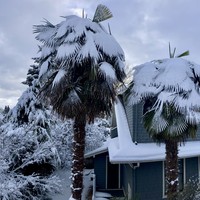 Snow on palm trees, Feb. 23, 2023