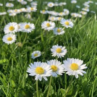 closeup of English lawn daisies