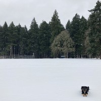 A crisp, snowy field, empty of people. Our floofy dog Kuma sits patiently in the near foreground.