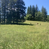 Panorama of horses in a field along a bend in Dixie Mtn Road