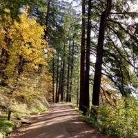 A gravel path heading up a fir forest in autumn