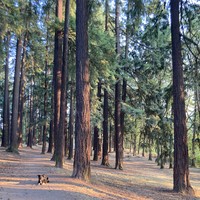 Kuma in Sellwood Park, late afternoon, hazy orange sunshine