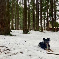 A happy black dog with a stick in a snowy stand of Douglas Firs