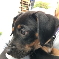 closeup of a black shorthaired puppy being held by a person
