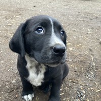 low perspective closeup of a black puppy with a speckled white blaze on his chest, outdoors
