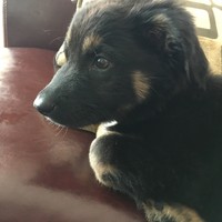 Closeup of a small black puppy looking at an object offcamera