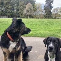Two black dogs, seated, at the edge of a park in spring. The older dog, a fluffly black shepherd mix, looks away from the camera. The smaller black dog, a 14-week old puppy, looks at the camera