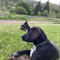 Two black dogs in repose on a grassy hillside dotted with lawn daisies. They look out of frame to the left. in the distance are a gravel path, a paved path, and a steep forested hillside across the Willamette River