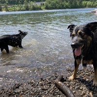 Bozeman shaking off, Kuma in foreground