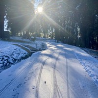 View looking up a gently hill on a lightly snow-covered road, with only a few bicycle and animal tracks. Sunshine and cold
