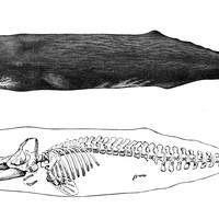 Illustration of a sperm whale and its skeleton