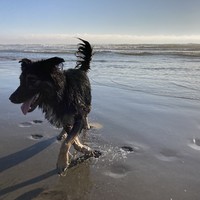 Low perspective photo of our dog Kuma on the beach