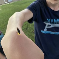 A firefly resting on Orion’s arm