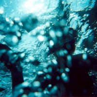 Shot underwater toward the surface with a snorkeler just overhead. Bubbles.